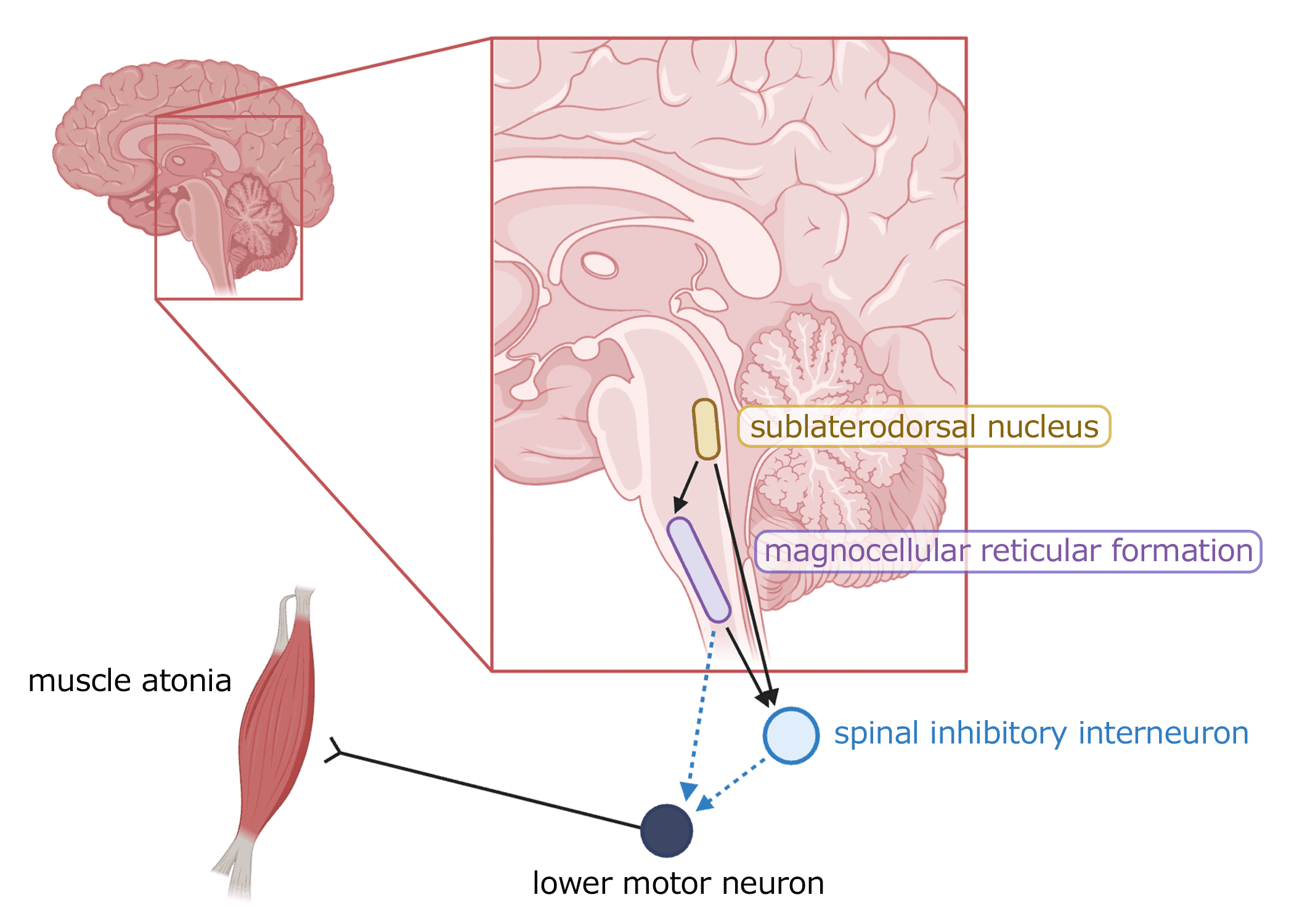 Illustration of the brainstem, where the neurons that maintain REM muscle paralysis are located.